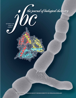 Structural and functional characterizations of SsgB, a conserved activator of developmental cell division in morphologically complex actinomycetes.