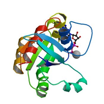 CRYSTAL STRUCTURE OF THE HUMAN RHOA/GDP COMPLEX (1FTN)