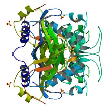 STRUCTURE OF HUMAN THYMIDYLATE SYNTHASE SUGGESTS ADVANTAGES OF CHEMOTHERAPY WITH NONCOMPETITIVE INHIBITORS (1HW3)