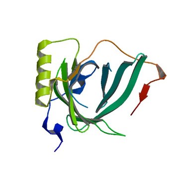 X-ray structure of Human Complement Protein C8gamma at pH=7.O (1IW2)