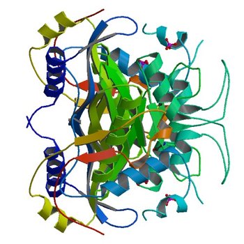 Structure of human thymidylate synthase at low salt conditions (1YPV)