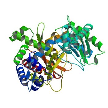 Crystal structure of putative transcriptional regulator RHA1_ro06953 (IclR-family) from Rhodococcus sp. (2O0Y)