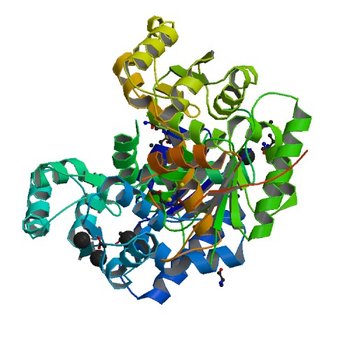 Crystal structure of glutamate racemase from Listeria monocytogenes in complex with acetate ion (3ISV)