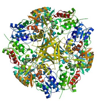 Crystal structure of Staphylococcus aureus protein SA1388 (3LNL)