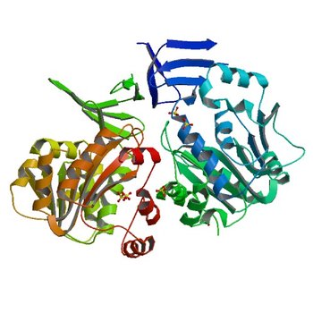 Crystal Structure of Spermidine Synthase from E. coli (3O4F)