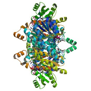 Crystal structure of putative 3-ketoacyl-(acyl-carrier-protein) reductase from Vibrio cholerae O1 biovar eltor str. N16961 in complex with NADP+ (3OP4)