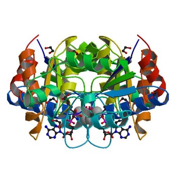 Crystal structure of dethiobiotin synthetase (BioD) from Helicobacter pylori complexed with ADP and 8-aminocaprylic acid (3QXH)