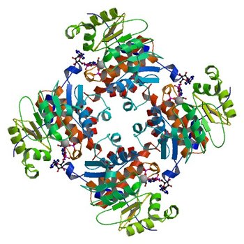 Crystal Structure of ADP/ATP-dependent NAD(P)H-hydrate dehydratase from Bacillus subtilis co-crystallized with ATP/Mg2+. (3RPH)