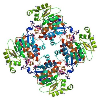 Crystal Structure of ADP/ATP-dependent NAD(P)H-hydrate dehydratase from Bacillus subtilis soaked with P1,P5-Di(adenosine-5') pentaphosphate (3RQ8)