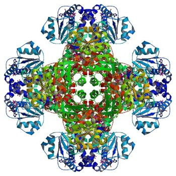 Crystal Structure of tm0922, a fusion of a domain of unknown function and ADP/ATP-dependent NAD(P)H-hydrate dehydratase from Thermotoga maritima in complex with ADP (3RRE)