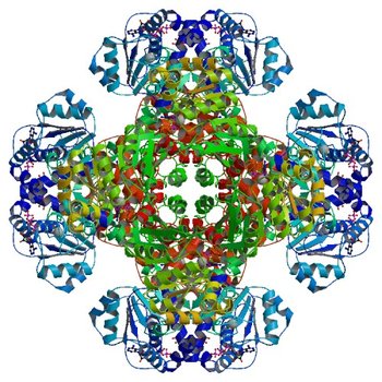 Crystal structure of tm0922, a fusion of a domain of unknown function and ADP/ATP-dependent NAD(P)H-hydrate dehydratase from Thermotoga maritima in complex with P1,P3-Di(adenosine-5') triphosphate (3RS9)