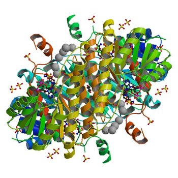 Structure of 3-ketoacyl-(acyl-carrier-protein)reductase (FabG) from Vibrio cholerae O1 complexed with NADP+ (space group P62) (3RSH)