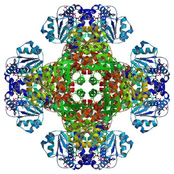 Crystal structure of tm0922, a fusion of a domain of unknown function and ADP/ATP-dependent NAD(P)H-hydrate dehydratase from Thermotoga maritima soaked with Acetyl Coenzyme A (3RTA)