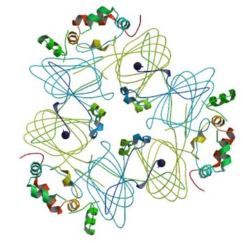 Crystal structure of Ara h 1 (3S7E)