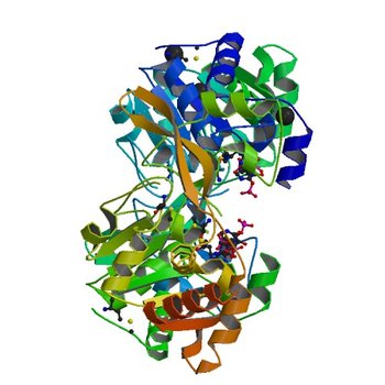 Crystal structure of BA2930 in complex with AcCoA and uracil (3SLF)