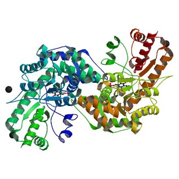 Crystal structure of PLP-bound putative aminotransferase from Clostridium difficile 630 (4DQ6)