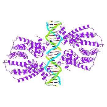 Crystal structure of the transcriptional regulator TM1030 with 24bp DNA oligonucleotide (4I6Z)