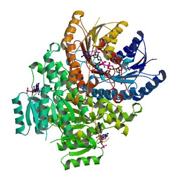 Crystal structure of a putative 3-oxoacyl-[acyl-carrier protein]reductase from Escherichia coli strain CFT073 complexed with NADP+ at 2.1 A resolution (4IIU)