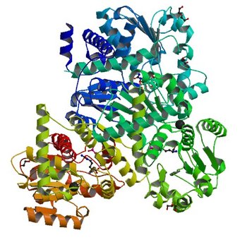 Crystal structure of anabolic ornithine carbamoyltransferase from Vibrio vulnificus in complex with citrulline and inorganic phosphate (4JQO)