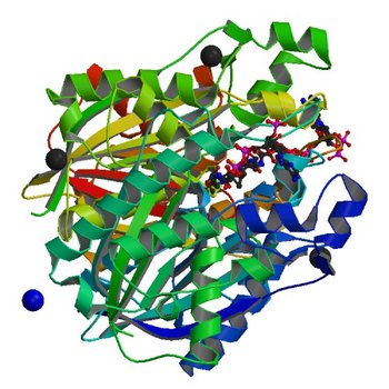 Crystal structure of beta-ketoacyl-ACP synthase III (FabH) from Vibrio Cholerae in complex with Coenzyme A (4NHD)