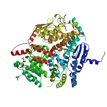 Crystal Structure of a Putative enoyl-CoA hydratase/isomerase family protein from Hyphomonas neptunium (4OLQ)