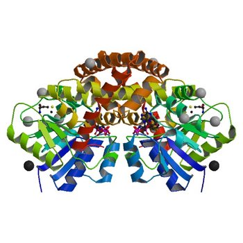 Crystal structure of cyclohexadienyl dehydrogenase from Sinorhizobium meliloti in complex with NADP and tyrosine (4WJI)