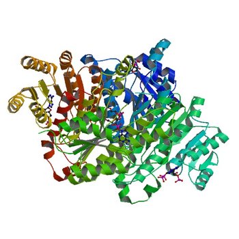 Crystal structure of 3-ketoacyl-(acyl-carrier-protein) reductase (FabG) (G141A) from Vibrio cholerae in complex with NADPH (4WK6)