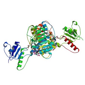 Crystal structure of NADPH-dependent 2-hydroxyacid dehydrogenase from Rhizobium etli CFN 42 in complex with NADPH and oxalate (5TSD)