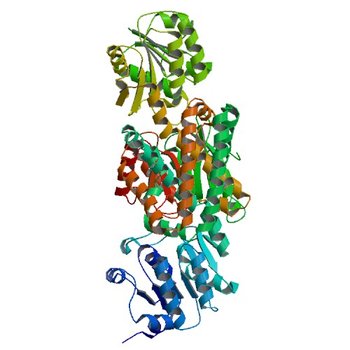 Crystal structure of prephenate dehydrogenase tyrA from Bacillus anthracis in complex with L-tyrosine (5UYY)