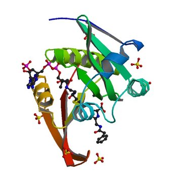 Crystal structure of a GNAT superfamily acetyltransferase PA4794 in complex with bisubstrate analog 6 (5VD6)