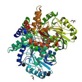 MOUSE KYNURENINE AMINOTRANSFERASE III, RE-REFINEMENT OF THE PDB STRUCTURE 3E2F (5VEP)