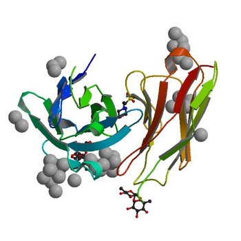 scFv 2D10 complexed with alpha 1,6 mannobiose, re-refinement (5VF2)