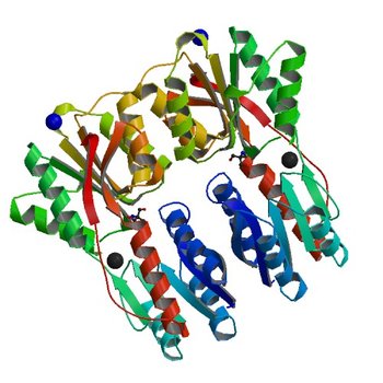 Crystal structure of LacI family transcriptional regulator from Lactobacillus casei, Target EFI-512911, with bound TRIS (6CHK)