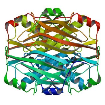 Crystal structure of the PA5185 protein from Pseudomonas Aeruginosa strain PAO1- orthorhombic form (P2221). (2O6T)