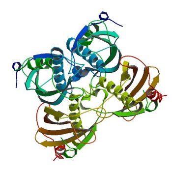 Crystal structure of the PA5185 protein from Pseudomonas Aeruginosa strain PAO1- new crystal form. (2O6U)