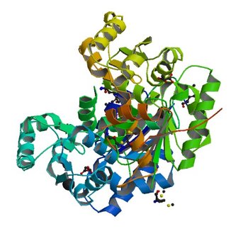 Crystal structure of glutamate racemase from Listeria monocytogenes in complex with succinic acid (3IST)