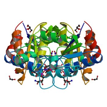 Crystal structure of dethiobiotin synthetase (BioD) from Helicobacter pylori complexed with GTP (3QXJ)