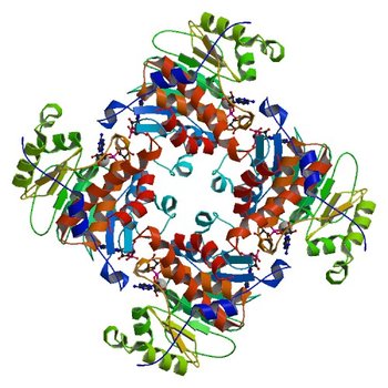 Crystal Structure of ADP/ATP-dependent NAD(P)H-hydrate dehydratase from Bacillus subtilis soaked with ADP-ribose (3RQ6)