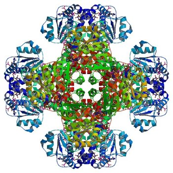 Crystal structure of tm0922, a fusion of a domain of unknown function and ADP/ATP-dependent NAD(P)H-hydrate dehydratase from Thermotoga maritima soaked with Coenzyme A (3RT9)