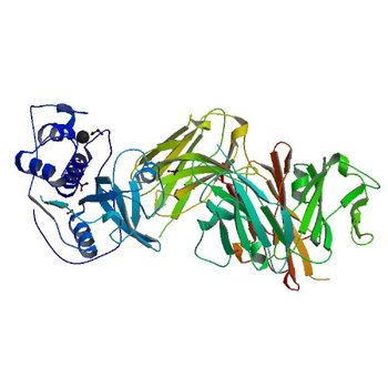 Crystal structure of Der f 1 complexed with Fab 4C1 (3RVV)