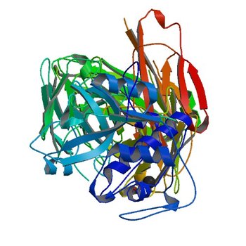 Crystal structure of Der p 1 complexed with Fab 4C1 (3RVX)