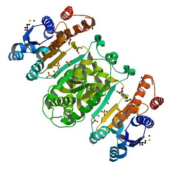 Crystal structure of putative isopropylamlate dehydrogenase from Campylobacter jejuni (3UDO)