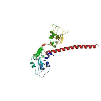 Crystal structure of human Survivin K62A mutant (3UEG)