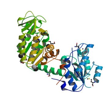 Crystal Structure of Phosphoglycerate Kinase from Bacillus Anthracis (3UWD)