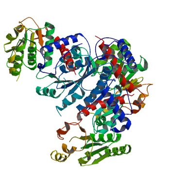 Crystal structure of anabolic ornithine carbamoyltransferase from Bacillus anthracis (4EP1)