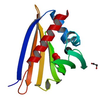 Crystal structure of kirola (Act d 11) in P6122 space group (4IGW)