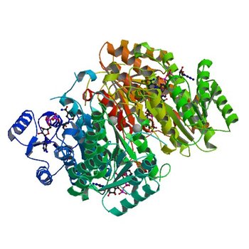 Crystal structure of a putative 3-oxoacyl-[acyl-carrier protein]reductase from Helicobacter pylori 26695 complexed with NAD+ (4IIN)