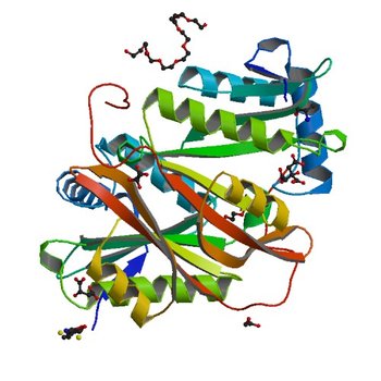 Crystal structure of a GNAT superfamily phosphinothricin acetyltransferase (Pat) from Sinorhizobium meliloti 1021 (4JXQ)