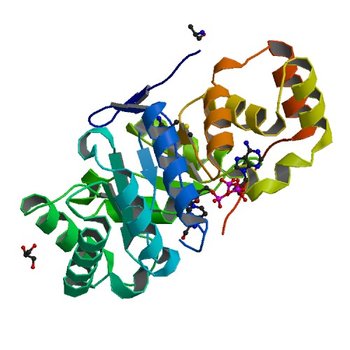 Crystal structure of a putative oxidoreductase from Sinorhizobium meliloti 1021 in complex with NADP (4PMJ)