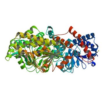 Crystal structure of a putative enoyl-CoA hydratase/isomerase from Novosphingobium aromaticivorans (4WCZ)